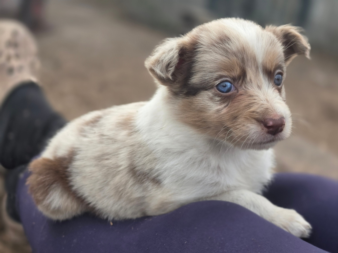 des Lacs de la Cote d'Argent - Chiots disponibles - Border Collie