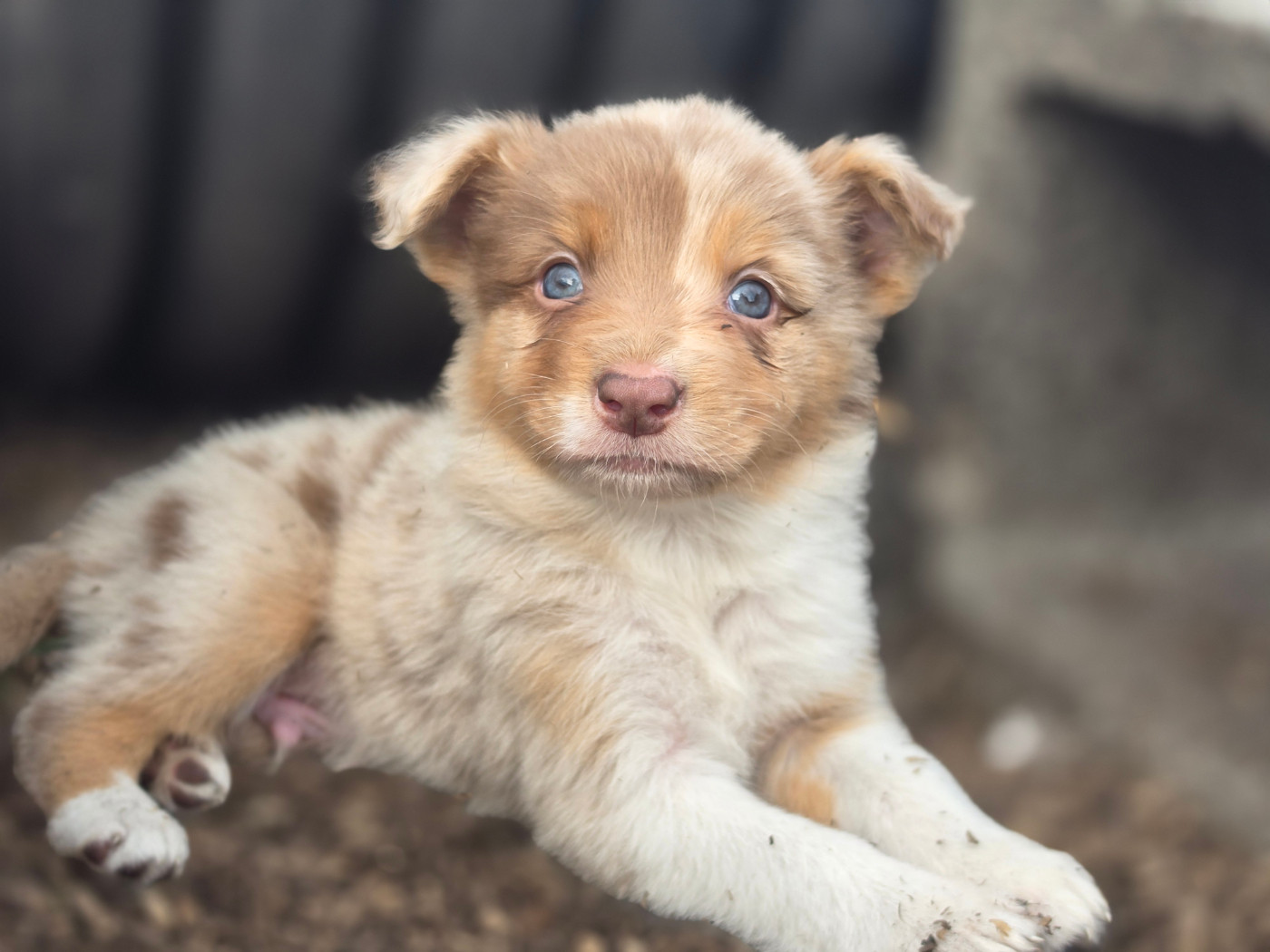 des Lacs de la Cote d'Argent - Chiots disponibles - Border Collie
