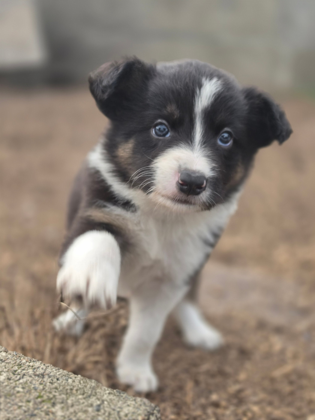 des Lacs de la Cote d'Argent - Chiots disponibles - Border Collie