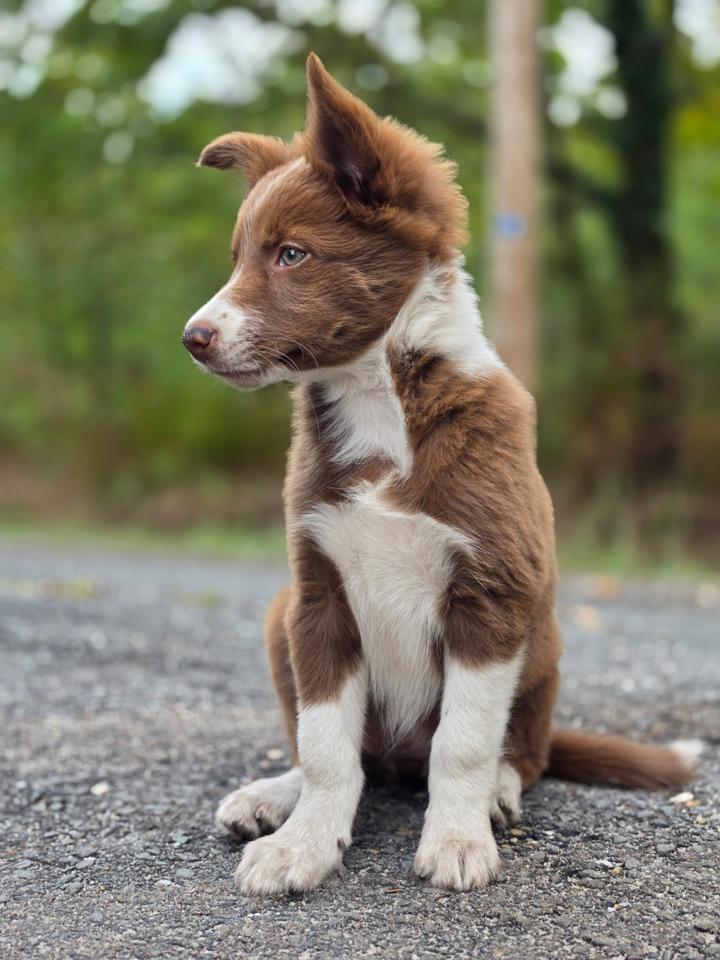 des Lacs de la Cote d'Argent - Chiots disponibles - Border Collie
