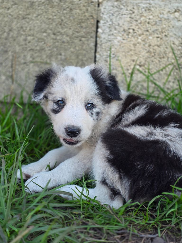 des Lacs de la Cote d'Argent - Chiots disponibles - Border Collie