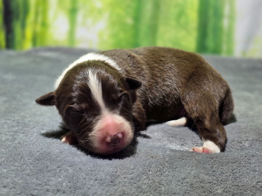 des Lacs de la Cote d'Argent - Chiots disponibles - Border Collie