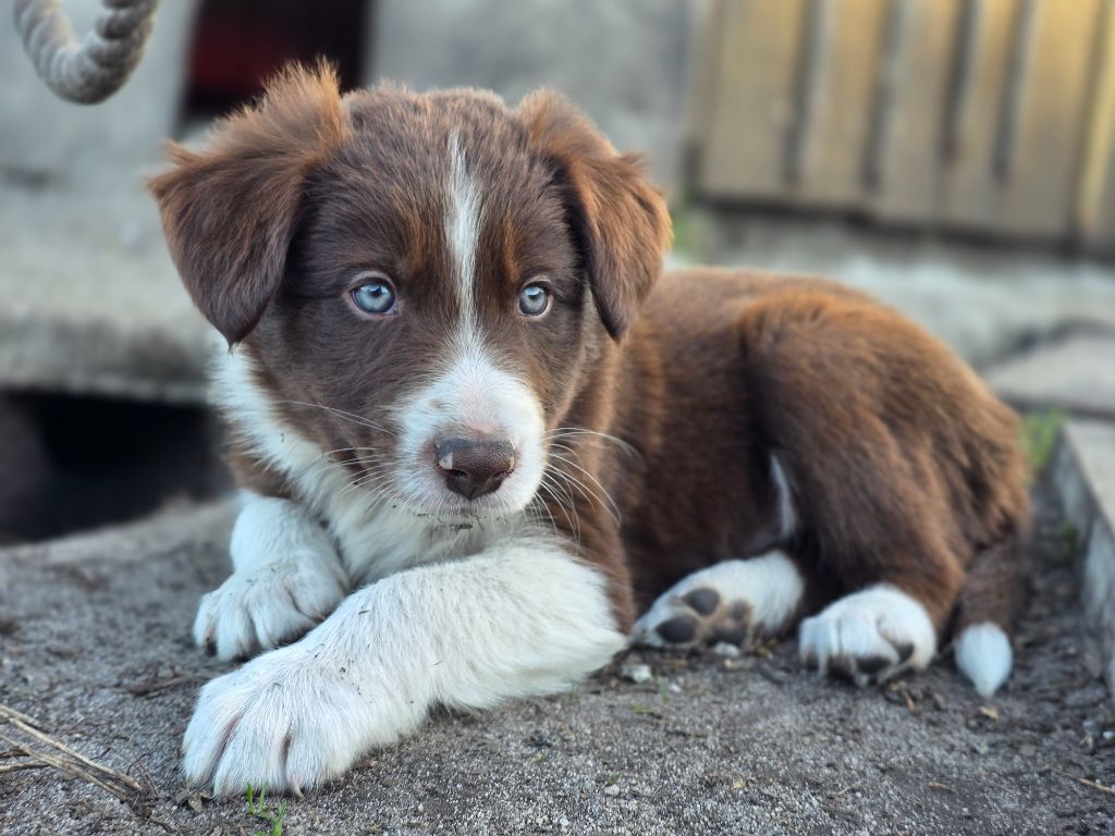 des Lacs de la Cote d'Argent - Chiots disponibles - Border Collie