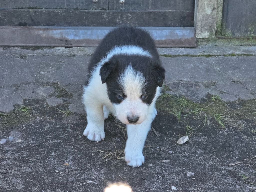 Chiot Border Collie des Lacs de la Cote d'Argent