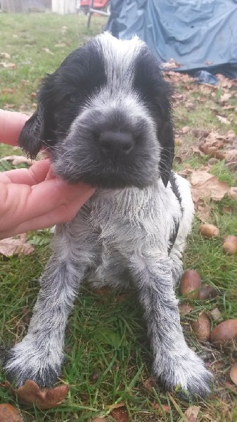 des Lacs de la Cote d'Argent - Cocker Spaniel Anglais - Portée née le 28/11/2015
