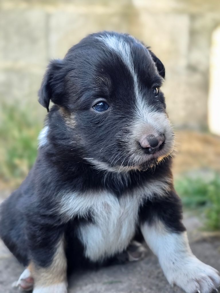 des Lacs de la Cote d'Argent - Chiots disponibles - Border Collie