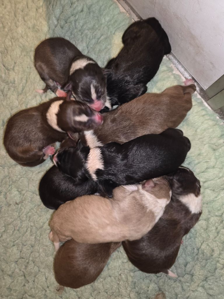 Chiot Border Collie des Lacs de la Cote d'Argent