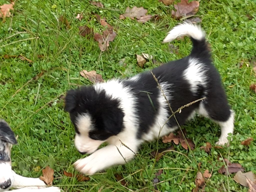 des Lacs de la Cote d'Argent - Border Collie - Portée née le 09/10/2019