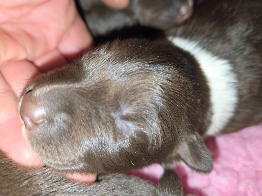 des Lacs de la Cote d'Argent - Chiots disponibles - Border Collie