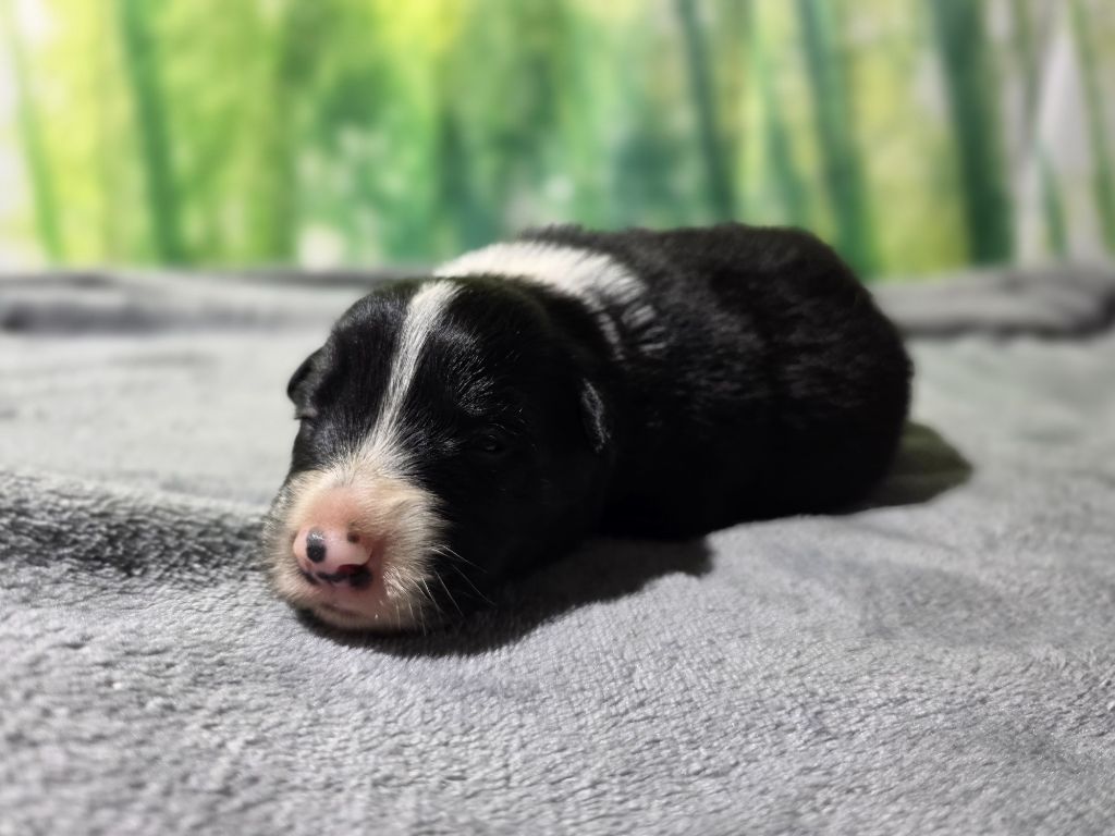 des Lacs de la Cote d'Argent - Chiots disponibles - Border Collie