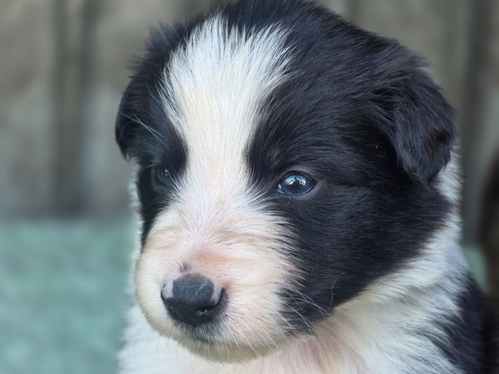 des Lacs de la Cote d'Argent - Chiots disponibles - Border Collie