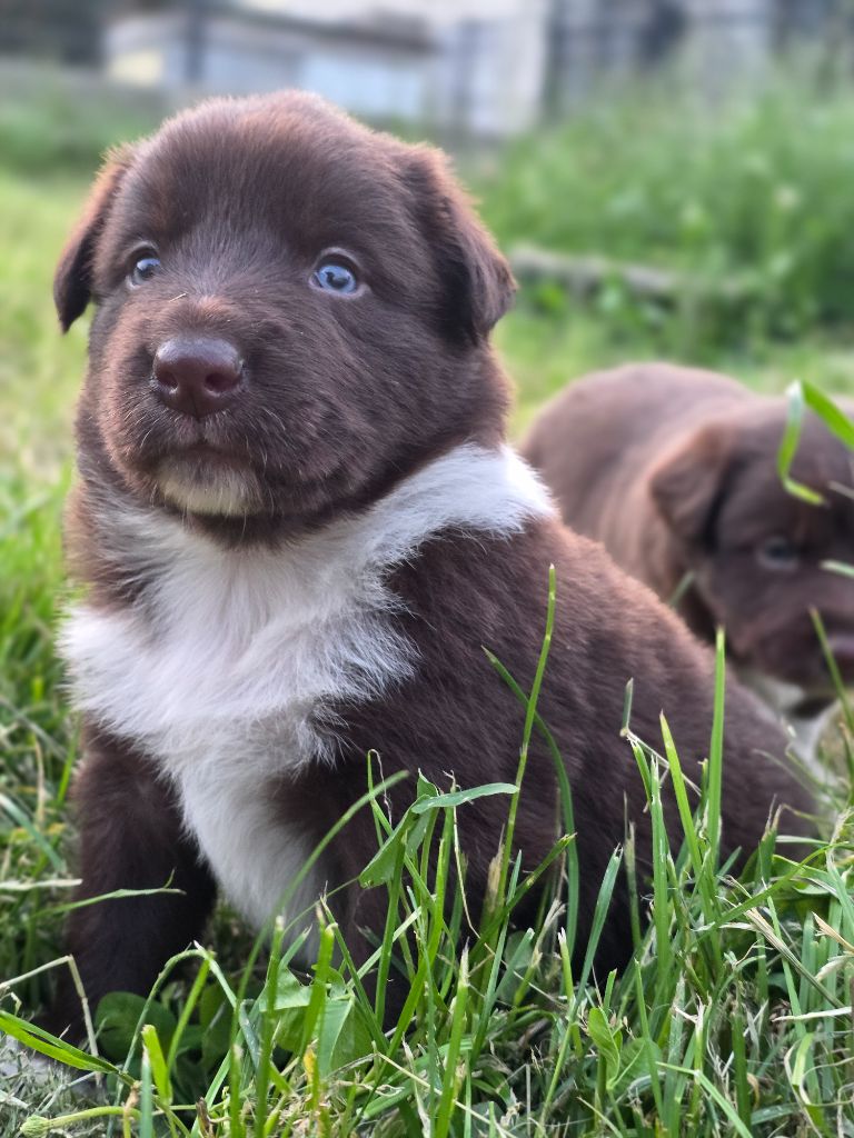 des Lacs de la Cote d'Argent - Chiots disponibles - Border Collie