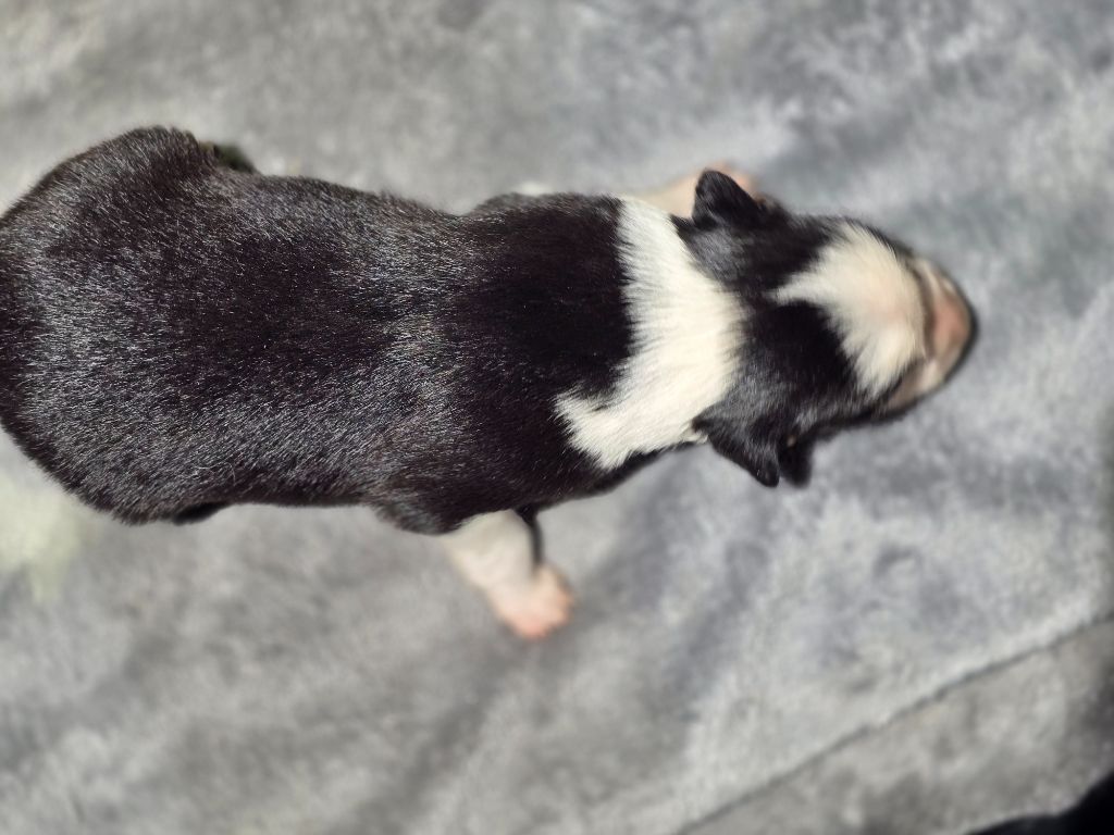 des Lacs de la Cote d'Argent - Chiots disponibles - Border Collie