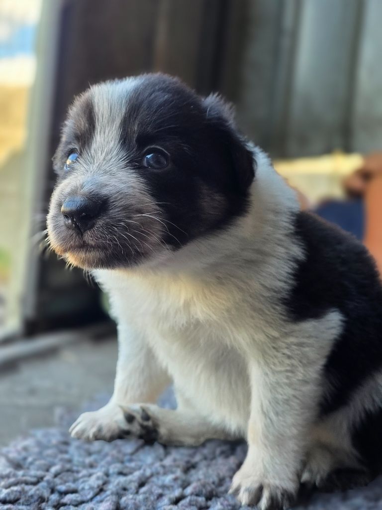 des Lacs de la Cote d'Argent - Chiots disponibles - Border Collie