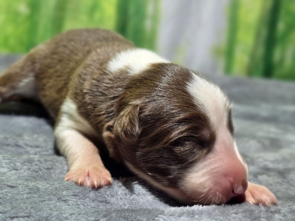 des Lacs de la Cote d'Argent - Chiots disponibles - Border Collie