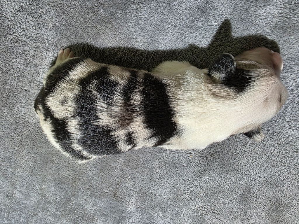 Mâle bleu merle
