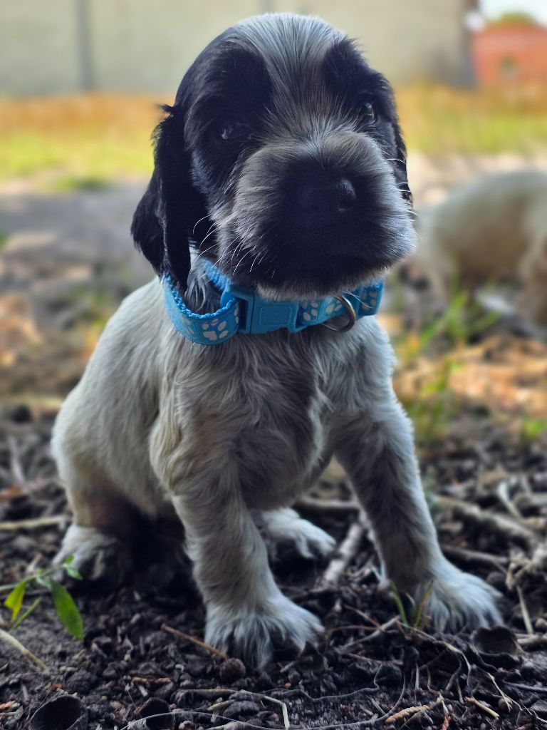 des Lacs de la Cote d'Argent - Chiots disponibles - Cocker Spaniel Anglais