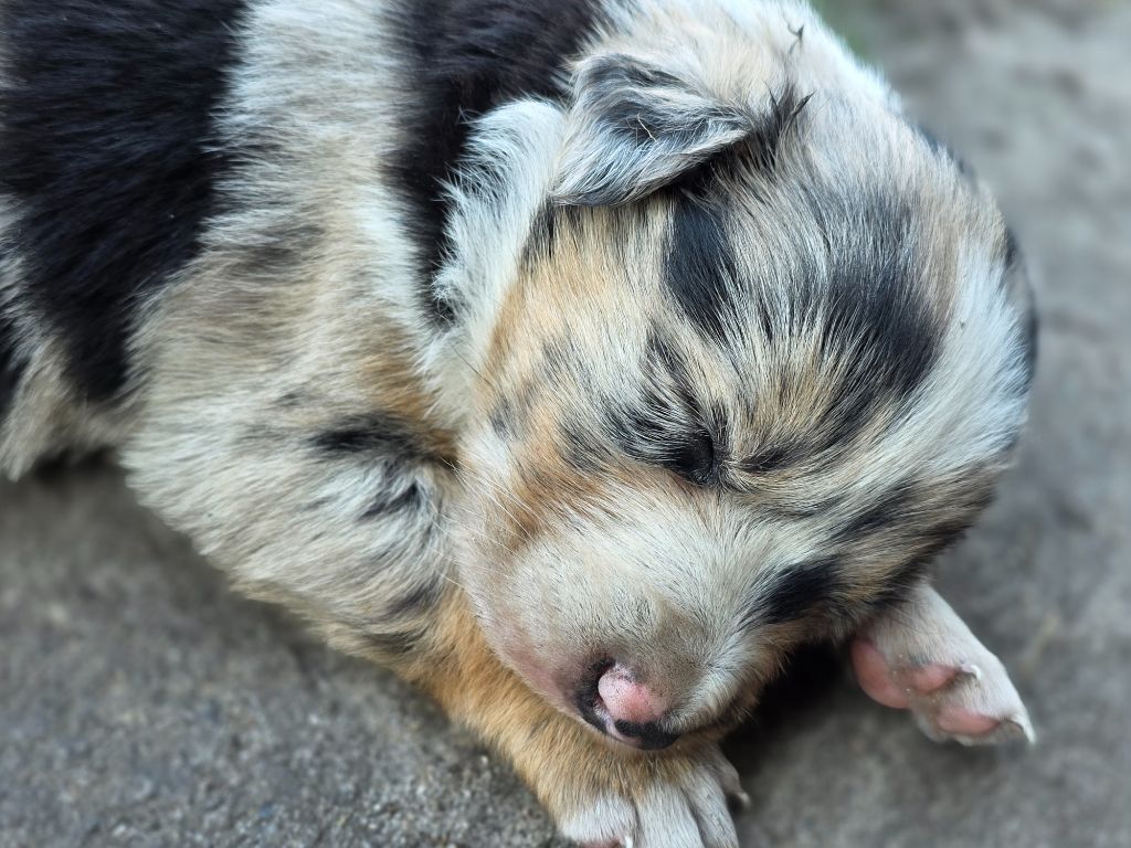 des Lacs de la Cote d'Argent - Chiots disponibles - Border Collie
