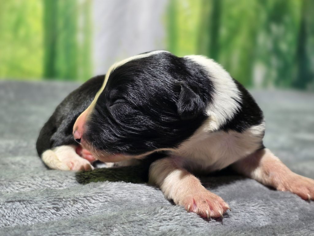 des Lacs de la Cote d'Argent - Chiots disponibles - Border Collie