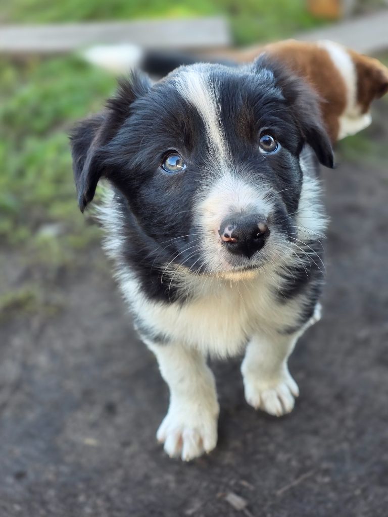 des Lacs de la Cote d'Argent - Chiots disponibles - Border Collie