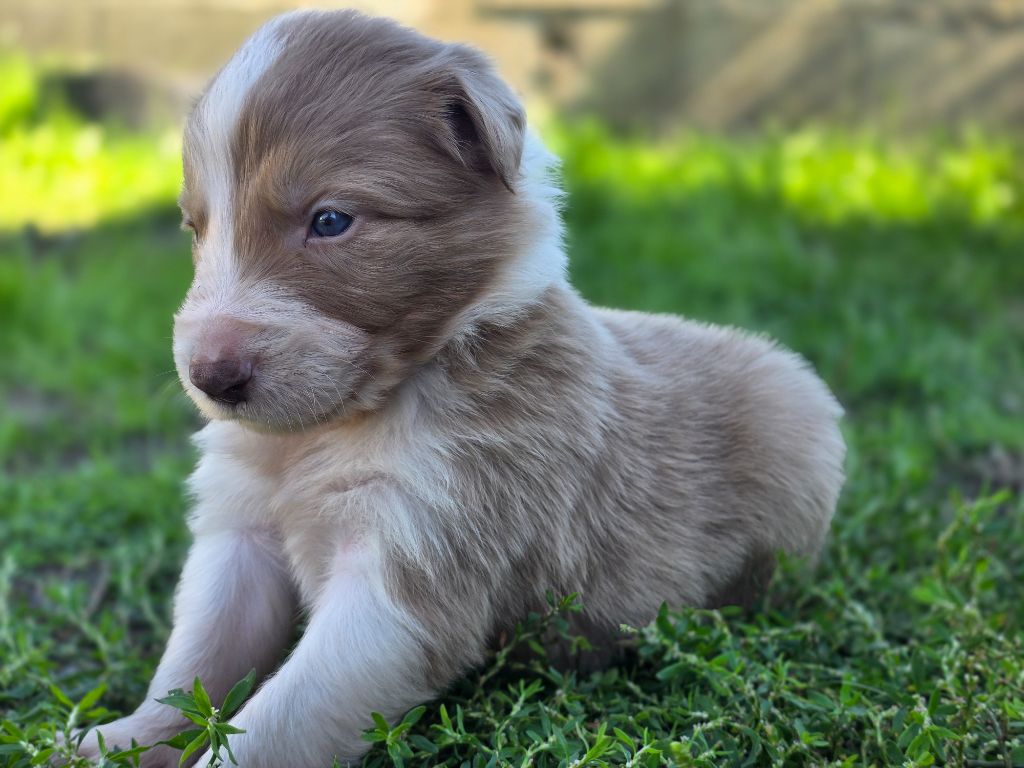 des Lacs de la Cote d'Argent - Chiots disponibles - Border Collie