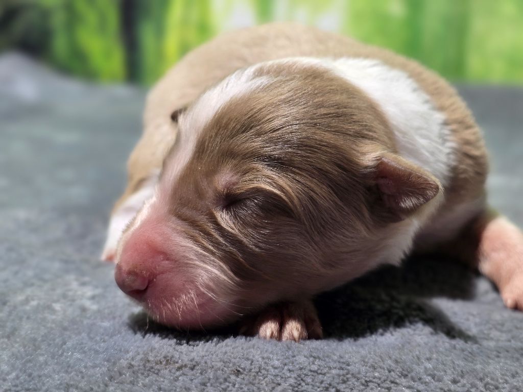 des Lacs de la Cote d'Argent - Chiots disponibles - Border Collie