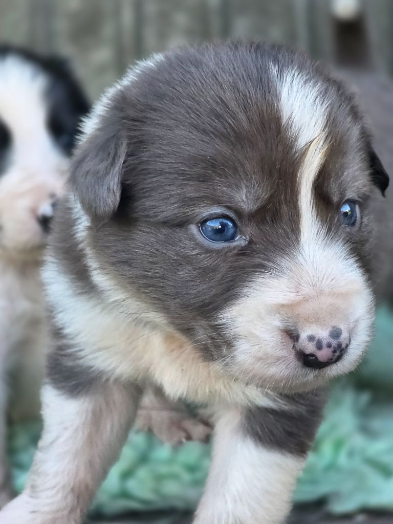 des Lacs de la Cote d'Argent - Chiots disponibles - Border Collie