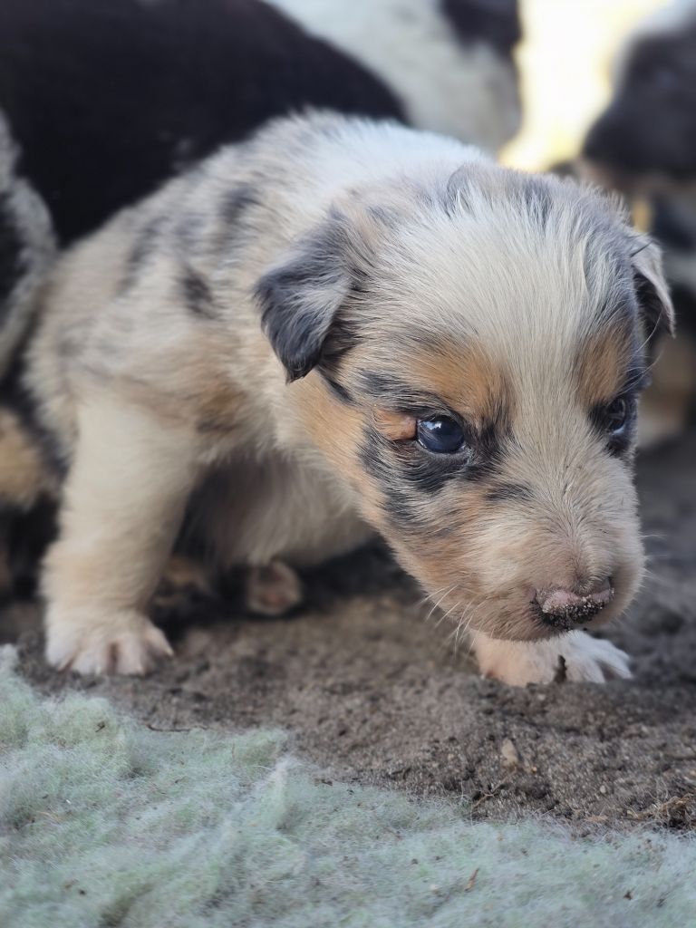 des Lacs de la Cote d'Argent - Chiots disponibles - Border Collie