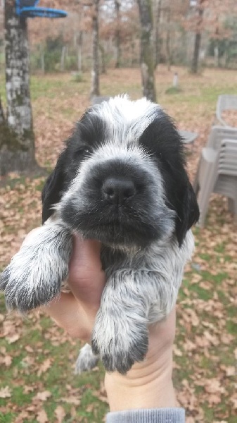 des Lacs de la Cote d'Argent - Cocker Spaniel Anglais - Portée née le 28/11/2015