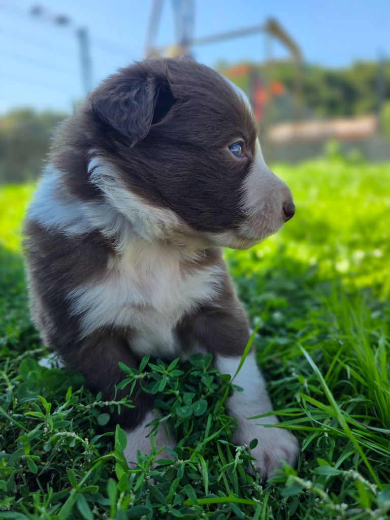 des Lacs de la Cote d'Argent - Chiots disponibles - Border Collie