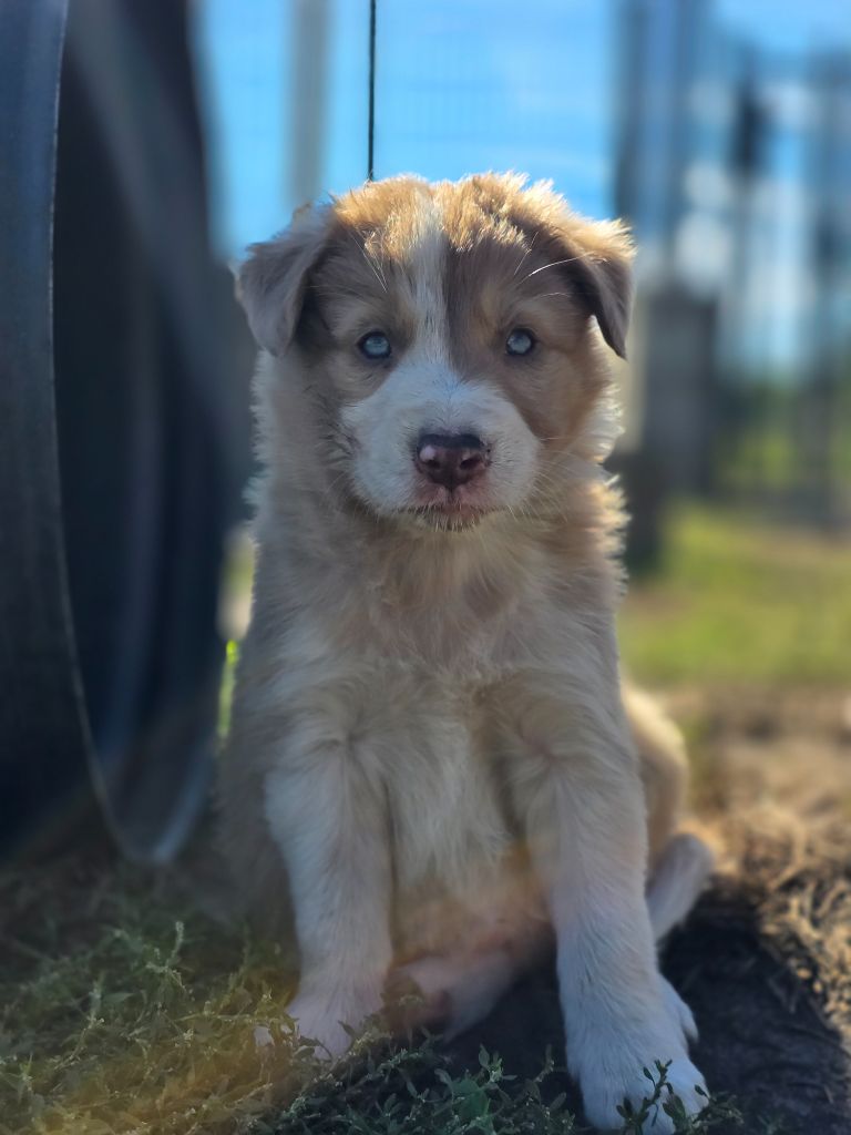 des Lacs de la Cote d'Argent - Chiots disponibles - Border Collie