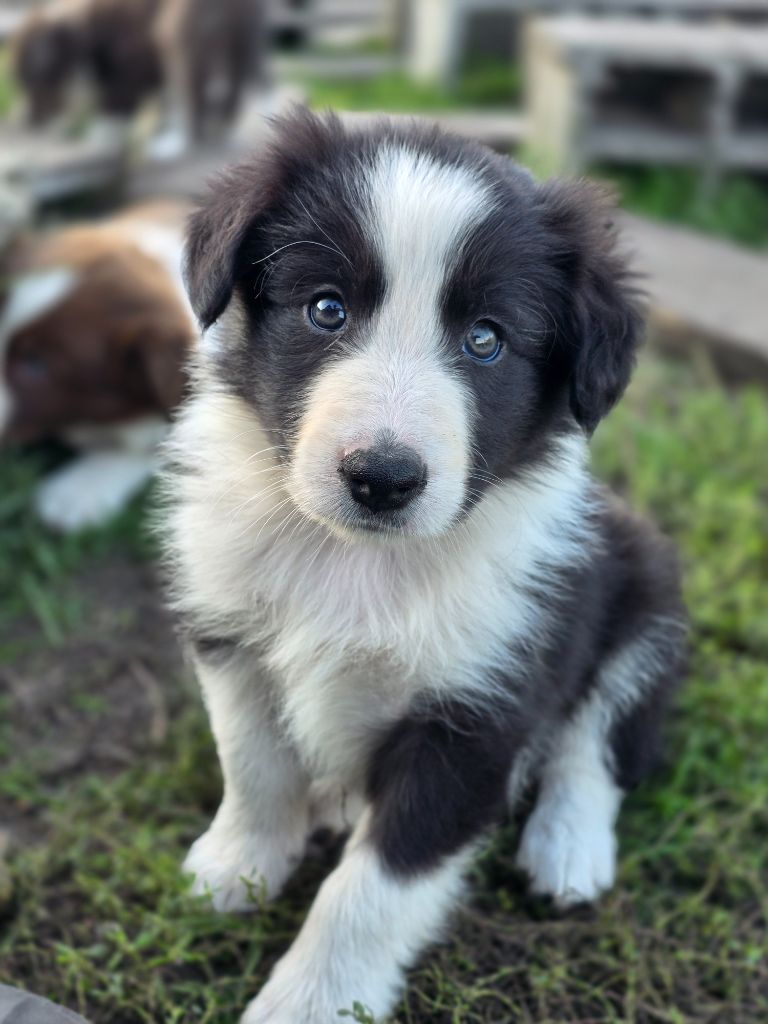 des Lacs de la Cote d'Argent - Chiots disponibles - Border Collie