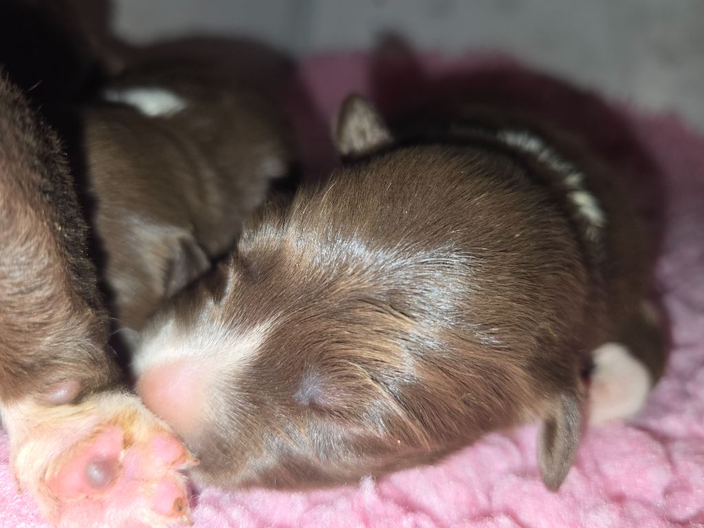 des Lacs de la Cote d'Argent - Chiots disponibles - Border Collie