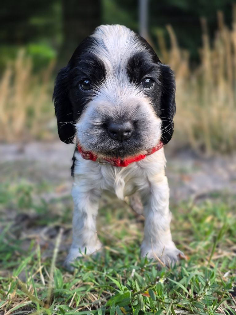 des Lacs de la Cote d'Argent - Chiots disponibles - Cocker Spaniel Anglais