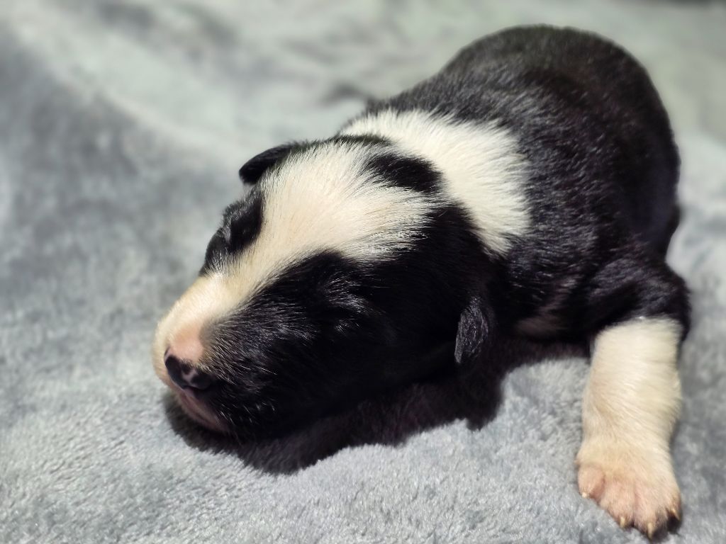 des Lacs de la Cote d'Argent - Chiots disponibles - Border Collie