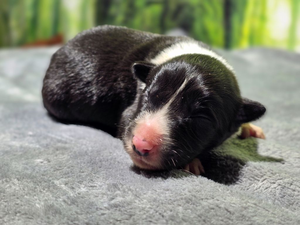 des Lacs de la Cote d'Argent - Chiots disponibles - Border Collie