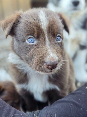 CHIOT 4