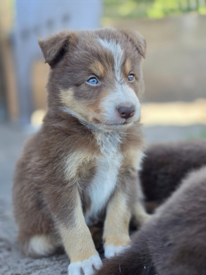 CHIOT 5