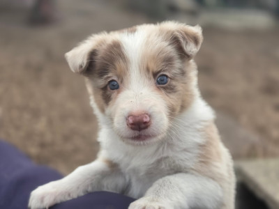 Rouge merle(tri?)