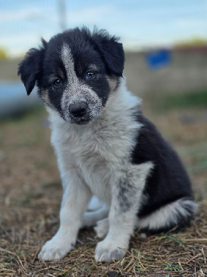 Arya