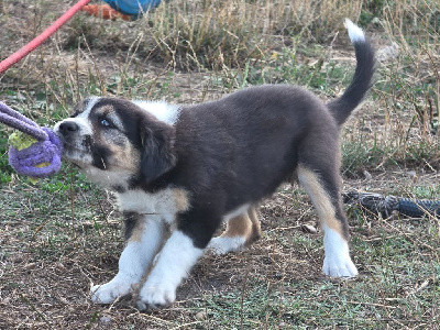 Arya