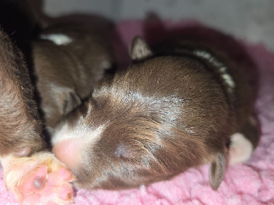 CHIOT