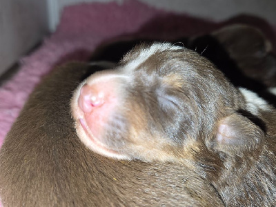 CHIOT