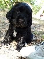 HARRY