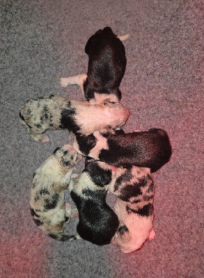 Mâle bleu merle