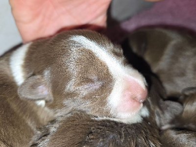CHIOT