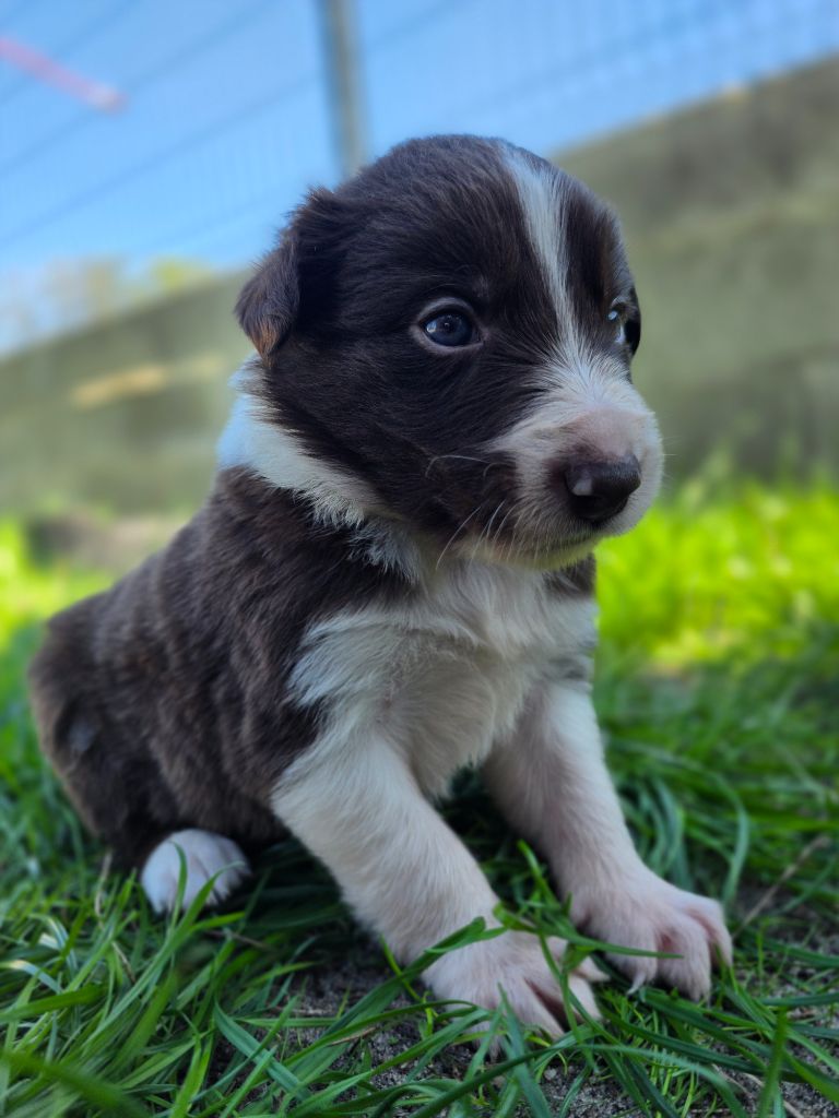 des Lacs de la Cote d'Argent - Chiots disponibles - Border Collie