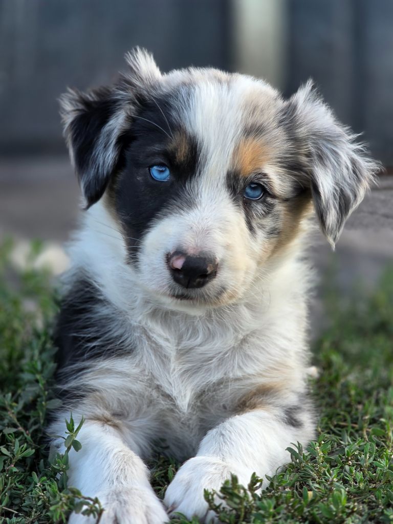 des Lacs de la Cote d'Argent - Chiots disponibles - Border Collie
