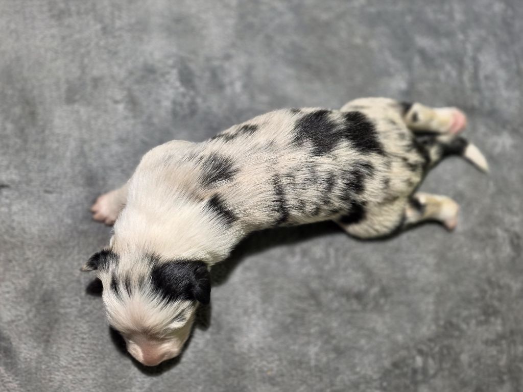 Femelle bleue merle