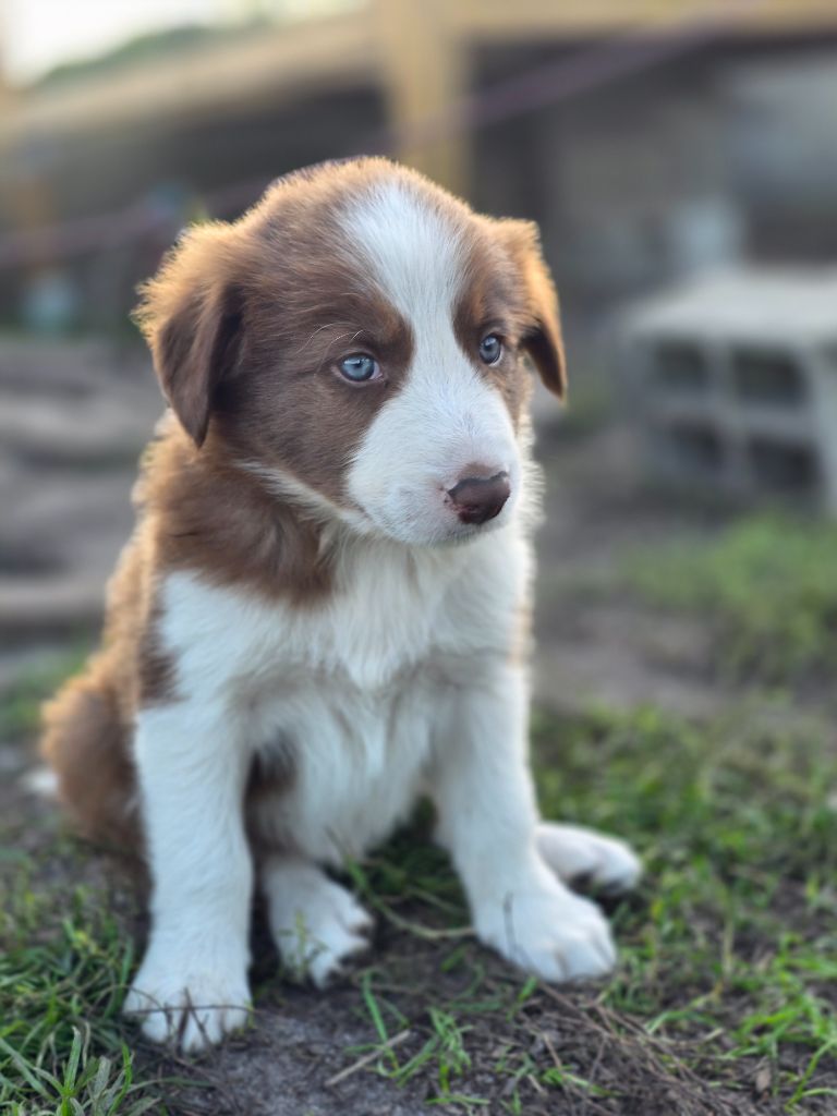 des Lacs de la Cote d'Argent - Chiots disponibles - Border Collie